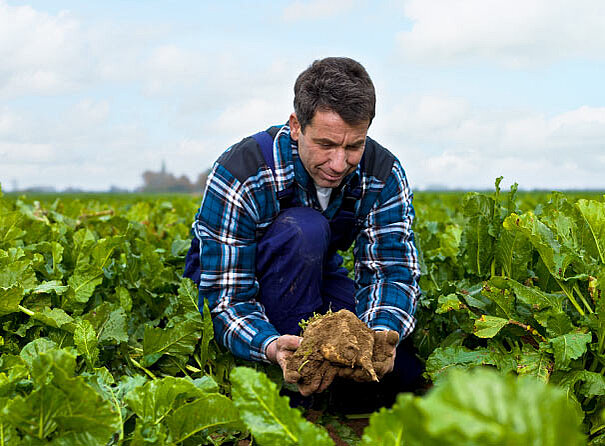 Bauer bei der Rübenernte