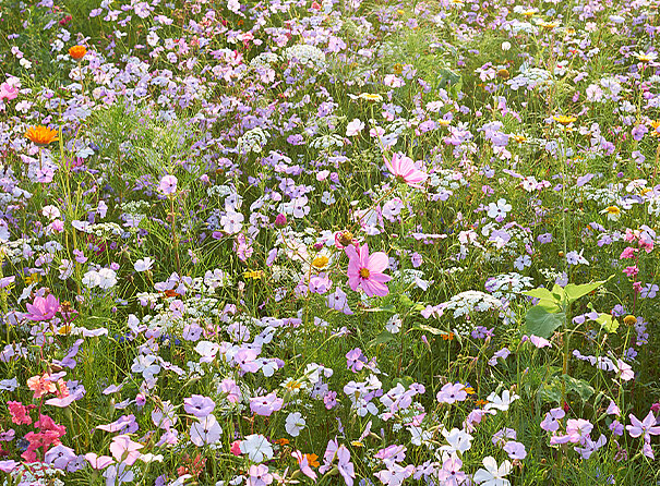 Blühstreifen Nahaufnahme